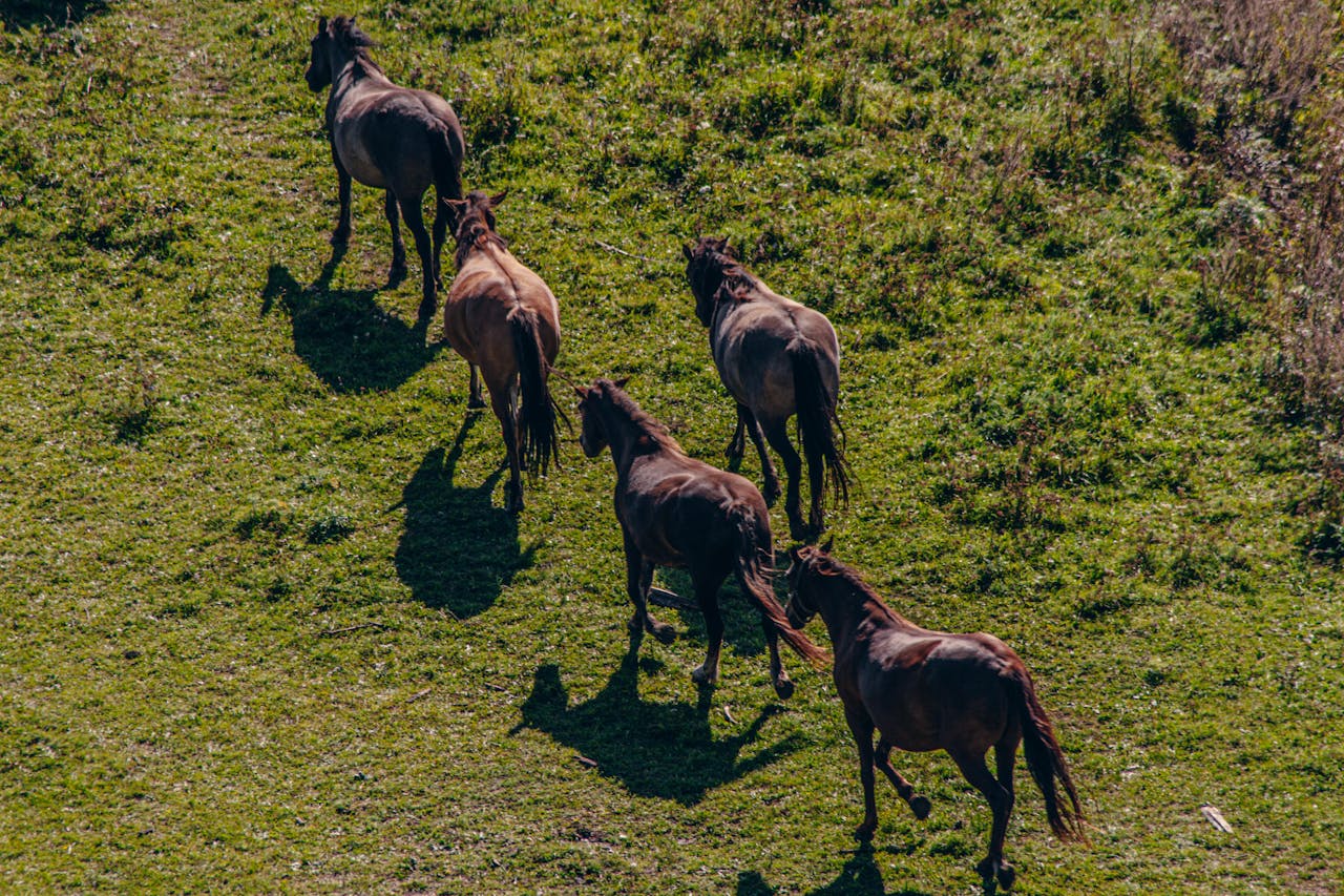 Aerial shot of a herd of horses grazing in the lush fields of Bashkortostan, Russia, under the autumn sun.